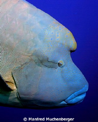Cheilinus undulatus - Humphead wrasse - Napoleon-Lippfisc... by Manfred Muchenberger 